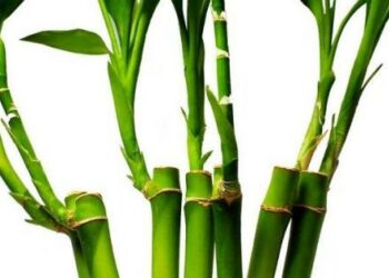 Quel plante attire la chance ?