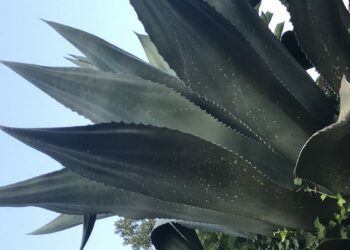 Quel plante ne meurt jamais ?