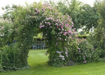 Quel plante pour une arche ?