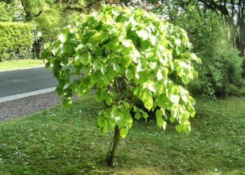 Quel plante pousse vite et haut ?