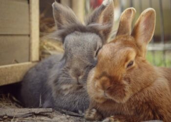 Quel poids doit faire un lapin pour le tuer ?