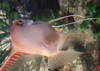 Quel poisson Peut-on adopter ?