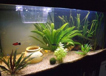 Quel poisson avec Guppy et crevette ?