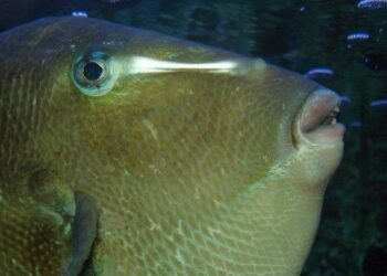 Quel poisson dans la Mosson ?