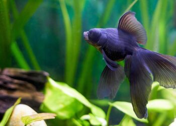 Quel poisson dans un petit aquarium ?