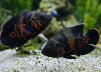 Quel poisson fait de l'encre ?