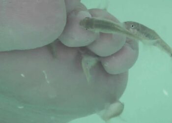 Quel poisson mange la peau des pieds ?