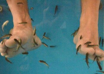 Quel poisson mange la peau morte ?