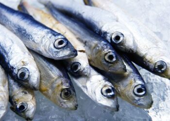 Quel poisson mange les autres poissons ?