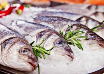 Quel poisson manger tous les jours ?