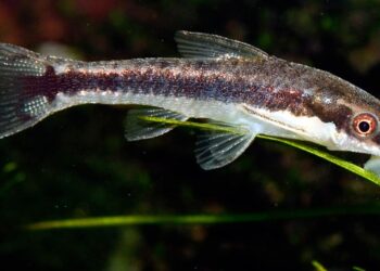 Quel poisson mangeur algues aquarium ?