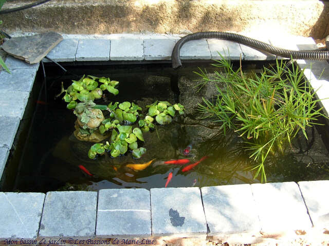 Quel poisson mettre dans un petit bassin extérieur