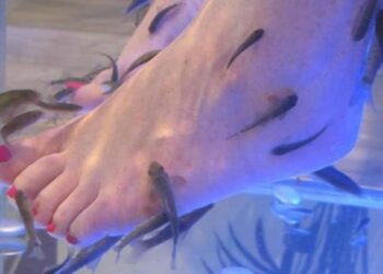 Quel poisson pour les pieds ?