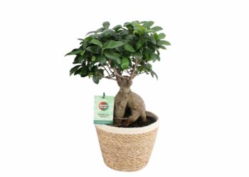 Quel pot pour ficus ?