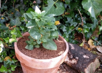 Quel pot pour quel type de plante ?