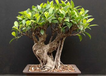 Quel pot pour un ficus bonsaï ?