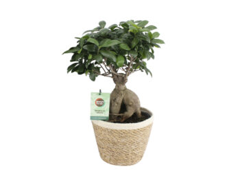 Quel pot pour un ficus ginseng ?