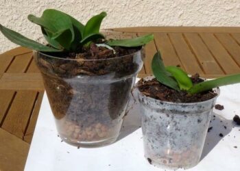 Quel pot utiliser pour une orchidée ?