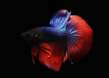 Quel prix pour un poisson combattant ?