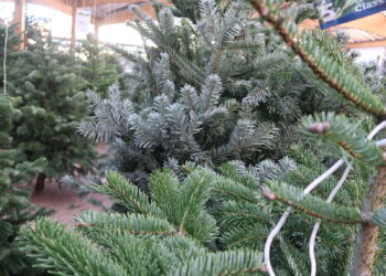 Quel prix pour un sapin Nordmann ?