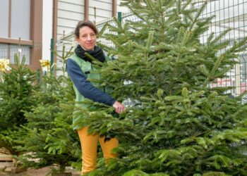 Quel prix pour un sapin ?