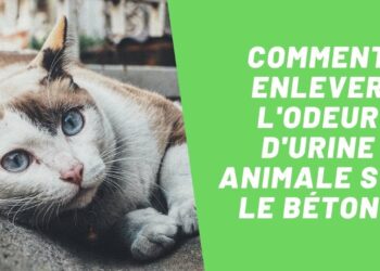 Quel produit pour nettoyer pipi chien ?