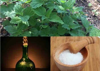 Quel produit pour stabiliser les fleurs ?