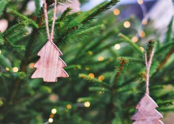 Quel sapin de Noël sent le plus ?