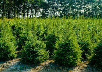 Quel sapin est le plus écologique ?