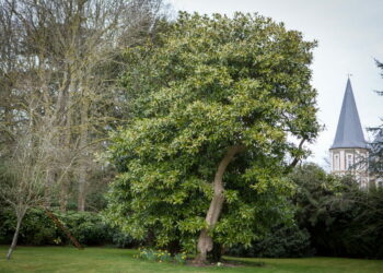 Quel sapin pour petit jardin ?