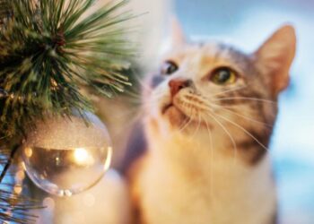 Quel sapin quand on a un chat ?