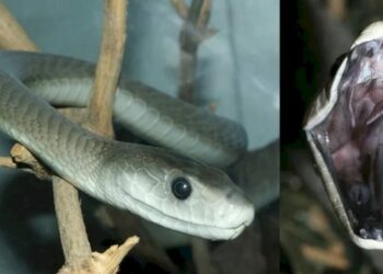 Quel serpent est noir ?