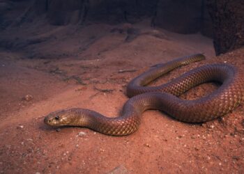 Quel serpent tué le plus d'homme ?