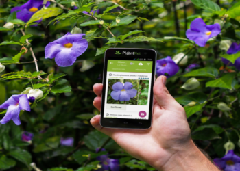 Quel site gratuit pour reconnaître les plantes ?