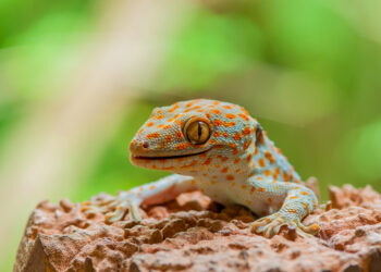 Quel sol pour gecko ?