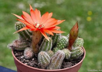 Quel sont les cactus qui fleurissent ?