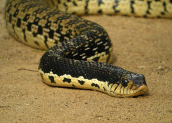 Quel sont les serpent domestique ?