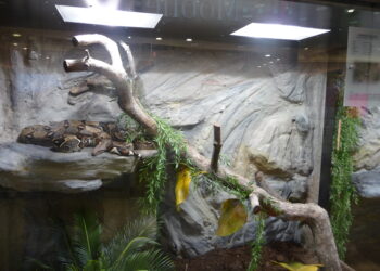 Quel terrarium pour un serpent ?