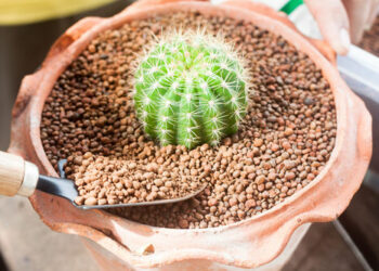 Quel terreau pour cactus euphorbe ?