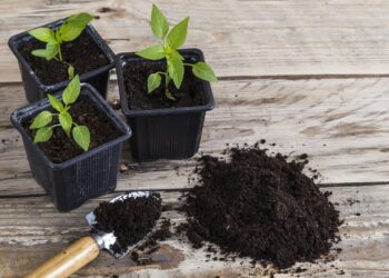 Quel terreau pour jardinière ?