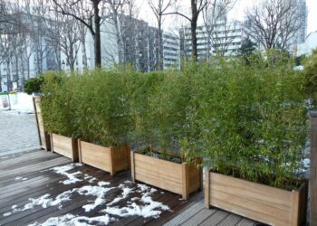 Quel type de bambou pour balcon ?