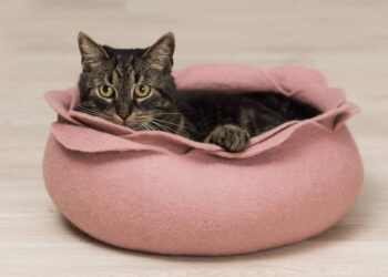 Quel type de panier pour chat ?