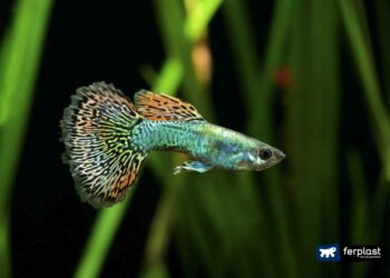 Quel type de poisson nettoyeur avec Guppy ?