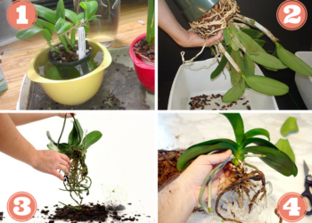 Quel type de pot pour rempoter une orchidée ?