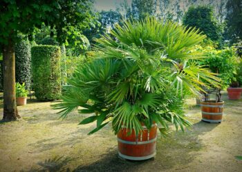 Quel type de pot pour un palmier ?