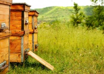 Quel type de ruche pour débuter ?