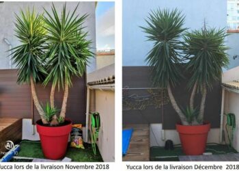 Quel yucca pour l'extérieur ?