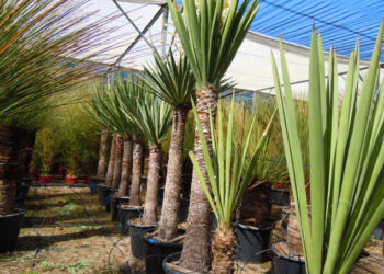 Quel yucca résisté au froid ?