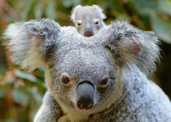 Quel zoo koala ?