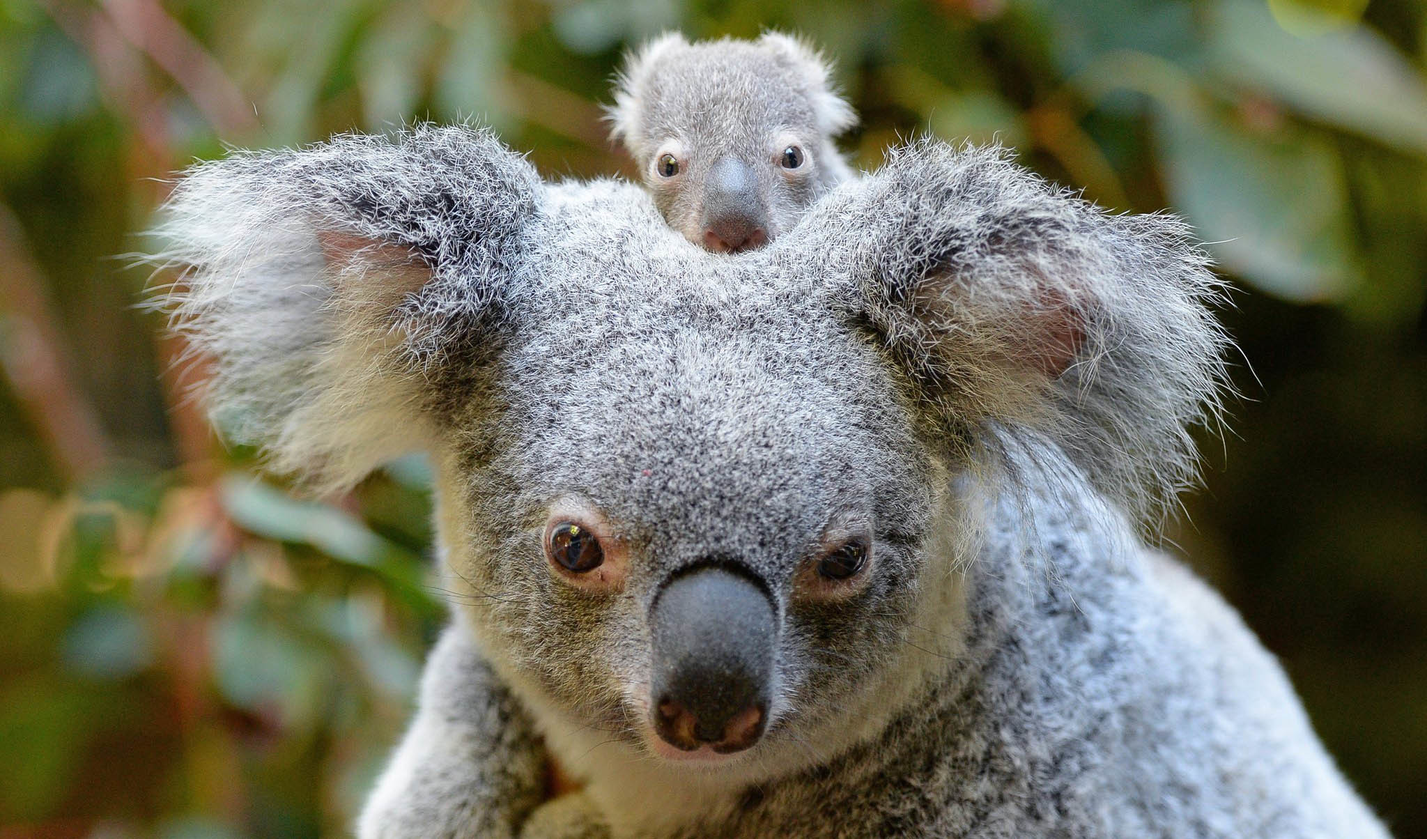 quel-zoo-koala